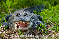 American Alligator in Everglades Photo - Michael Patrick O'Neill