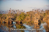 Anhinga rookery in Alligator habitat Photo - Michael Patrick O'Neill