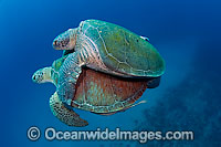 Green Sea Turtles mating Photo - Michael Patrick O'Neill
