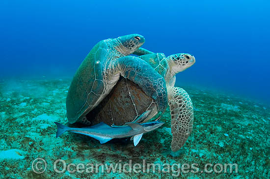 Green Sea Turtles mating photo Green Sea Turtles mating photo