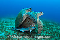 Green Sea Turtles mating Photo - Michael Patrick O'Neill