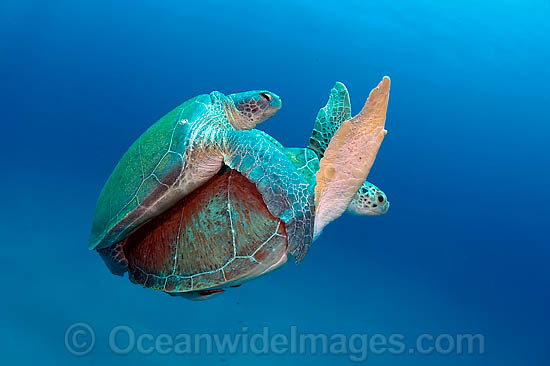 Green Sea Turtles mating photo Green Sea Turtles mating photo