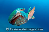 Green Sea Turtles mating Photo - Michael Patrick O'Neill