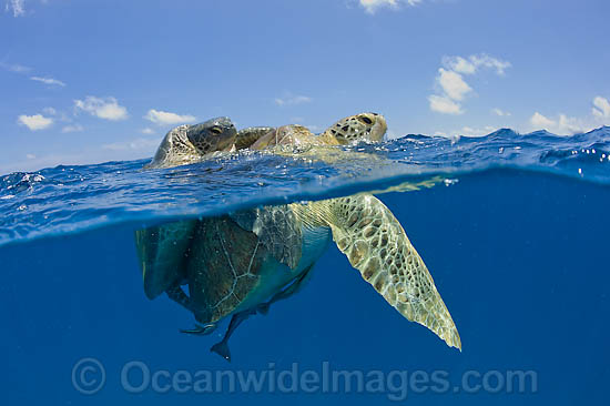 Green Sea Turtles mating photo Green Sea Turtles mating photo