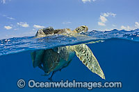 Green Sea Turtles mating Photo - Michael Patrick O'Neill