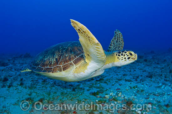 Green Sea Turtles photo Green Sea Turtles photo