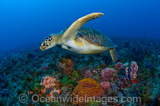 Green Sea Turtles photo Green Sea Turtles photo