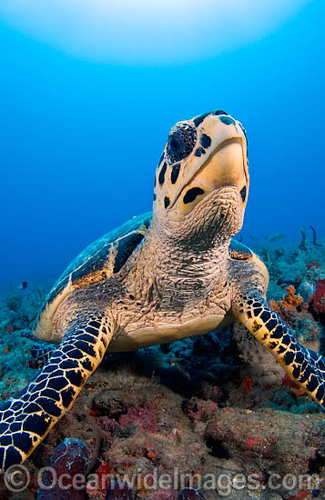 Hawksbill Sea Turtle photo Hawksbill Sea Turtle photo
