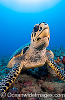 Hawksbill Sea Turtle Photo - Michael Patrick O'Neill