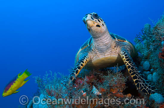 Hawksbill Sea Turtle photo Hawksbill Sea Turtle photo