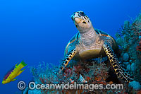 Hawksbill Sea Turtle Photo - Michael Patrick O'Neill
