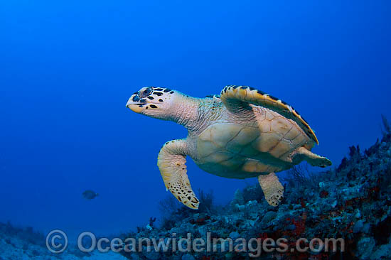 Hawksbill Sea Turtle photo Hawksbill Sea Turtle photo
