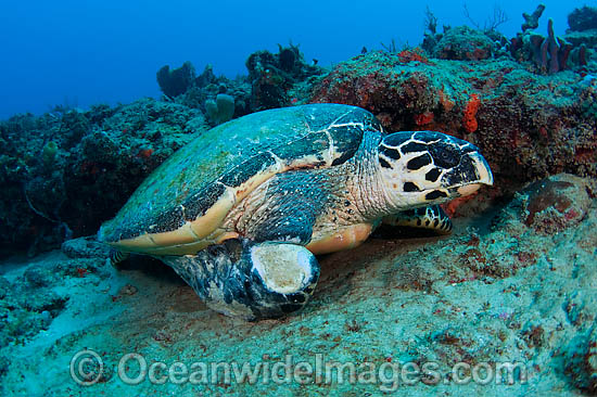 Hawksbill Turtle with fishing line caught on flipper photo Hawksbill Turtle with fishing line caught on flipper photo