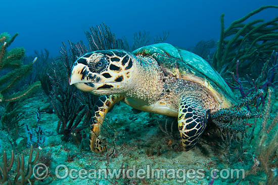 Hawksbill Sea Turtle photo Hawksbill Sea Turtle photo