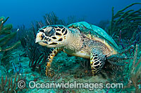 Hawksbill Sea Turtle Photo - Michael Patrick O'Neill