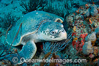 Kemp's Ridley Sea Turtle Photo - Michael Patrick O'Neill
