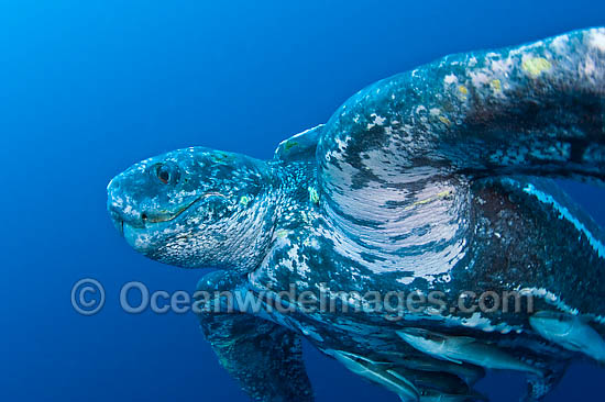 Leatherback Sea Turtle Dermochelys coriacea photo Leatherback Sea Turtle Dermochelys coriacea photo