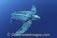 Leatherback Sea Turtle Dermochelys coriacea Photo - Michael Patrick O'Neill