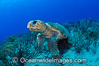 Loggerhead Sea Turtle Photo - Michael Patrick O'Neill