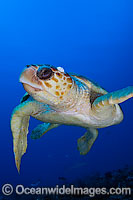 Loggerhead Sea Turtle Photo - Michael Patrick O'Neill