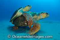 Loggerhead Sea Turtle mating Photo - Michael Patrick O'Neill