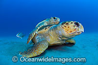 Loggerhead Sea Turtle mating Photo - Michael Patrick O'Neill