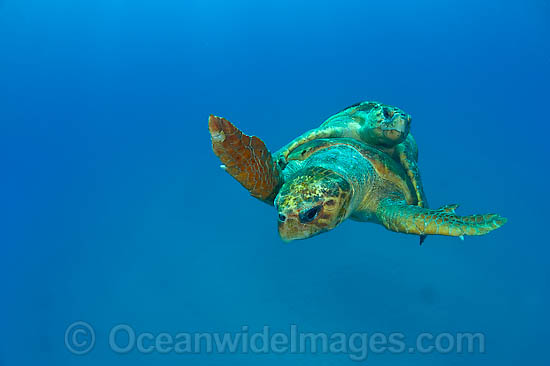 Loggerhead Sea Turtle mating photo Loggerhead Sea Turtle mating photo