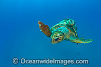 Loggerhead Sea Turtle mating Photo - Michael Patrick O'Neill