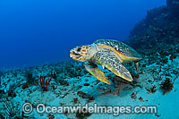 Loggerhead Sea Turtle Photo - Michael Patrick O'Neill