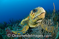 Loggerhead Sea Turtle Photo - Michael Patrick O'Neill
