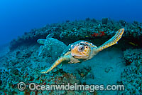 Loggerhead Sea Turtle Photo - Michael Patrick O'Neill