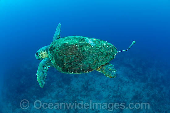 Loggerhead Sea Turtle with research tag photo Loggerhead Sea Turtle with research tag photo