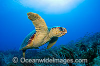 Loggerhead Sea Turtle Photo - Michael Patrick O'Neill