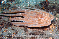 Caribbean Long Arm Octopus Photo - Michael Patrick O'Neill