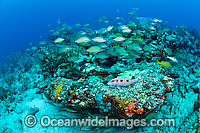 Reef Scene of fish and coral Photo - Michael Patrick O'Neill