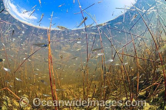 Water Moccasin Everglades photo Water Moccasin Everglades photo