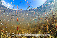 Water Moccasin Everglades Photo - Michael Patrick O'Neill