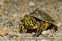 Peninsula Cooter Pseudemys floridana peninsularis Photo - Michael Patrick O'Neill