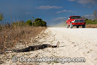 Water Moccasin or Cottonmouth Photo - Michael Patrick O'Neill