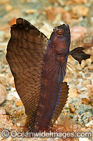 Sailfin Blenny Emblemaria pandionis Photo - Michael Patrick O'Neill
