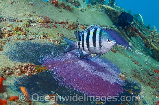 Sergeant Major guarding eggs photo Sergeant Major guarding eggs photo