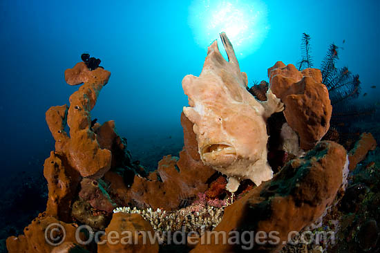 Giant Frogfish Antennarius commersoni photo Giant Frogfish Antennarius commersoni photo