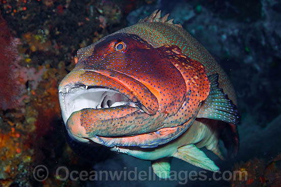 Footballer Trout Plectropomus laevis photo