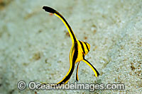 Jack Knife Fish Equetus lanceolatus Photo - Michael Patrick O'Neill