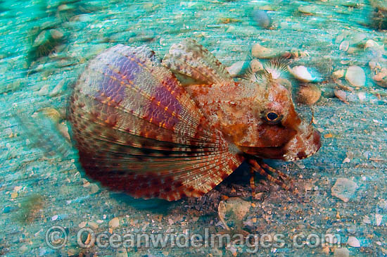 Bandtail Sea Robin Prionotus ophryas photo Bandtail Sea Robin Prionotus ophryas photo