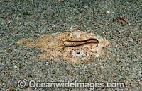 White-margin Stargazer Uranoscopus sulphureus Photo - Michael Patrick O'Neill