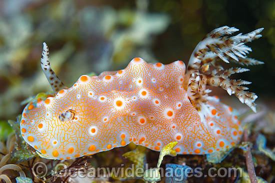 Nudibranch Halgerda batangas photo Nudibranch Halgerda batangas photo
