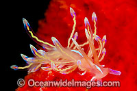 Nudibranch Flabellina sp. Photo - Gary Bell