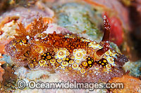 Nudibranch Hoplodoris estrelyado Photo - Gary Bell