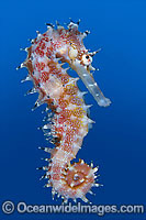 Thorny Seahorse Photo - Gary Bell